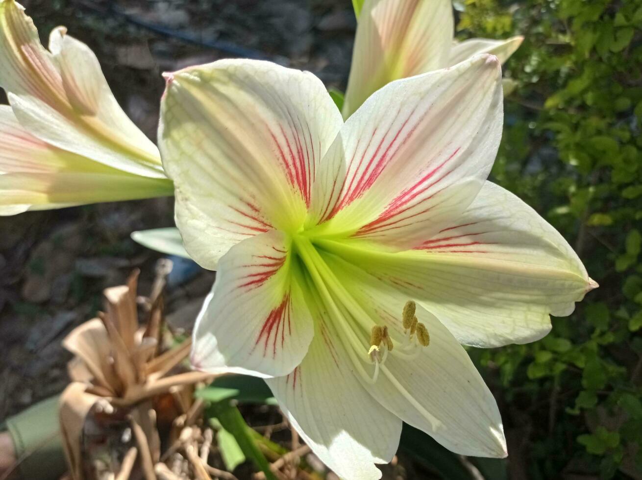 a white flower with red stripes is in the garden photo