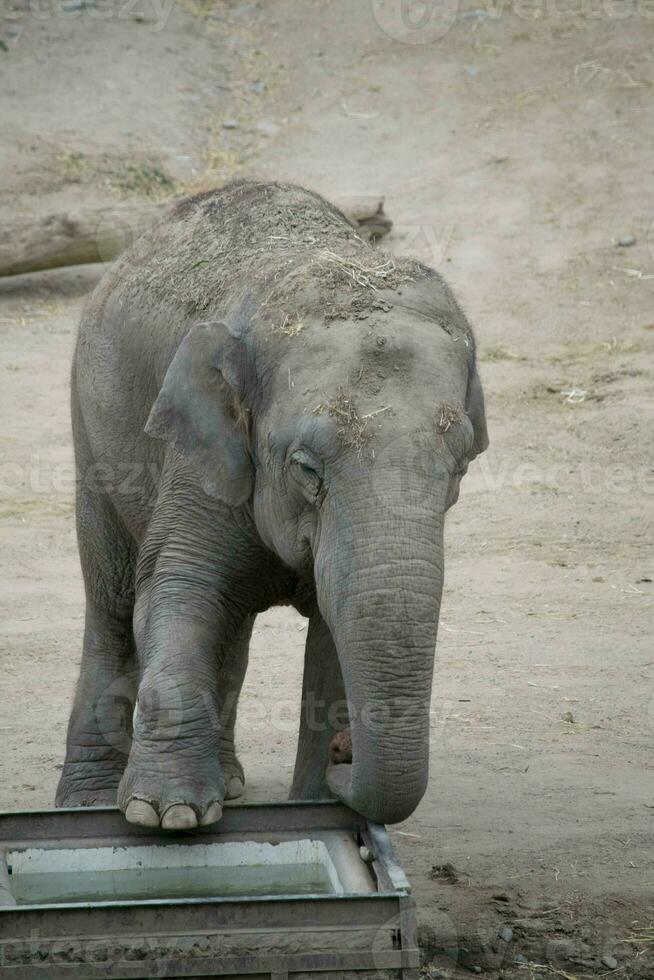 a cute little elephant posing with a raised paw photo