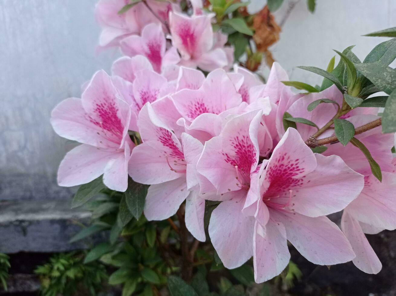 a close up of some pink flowers in the garden photo