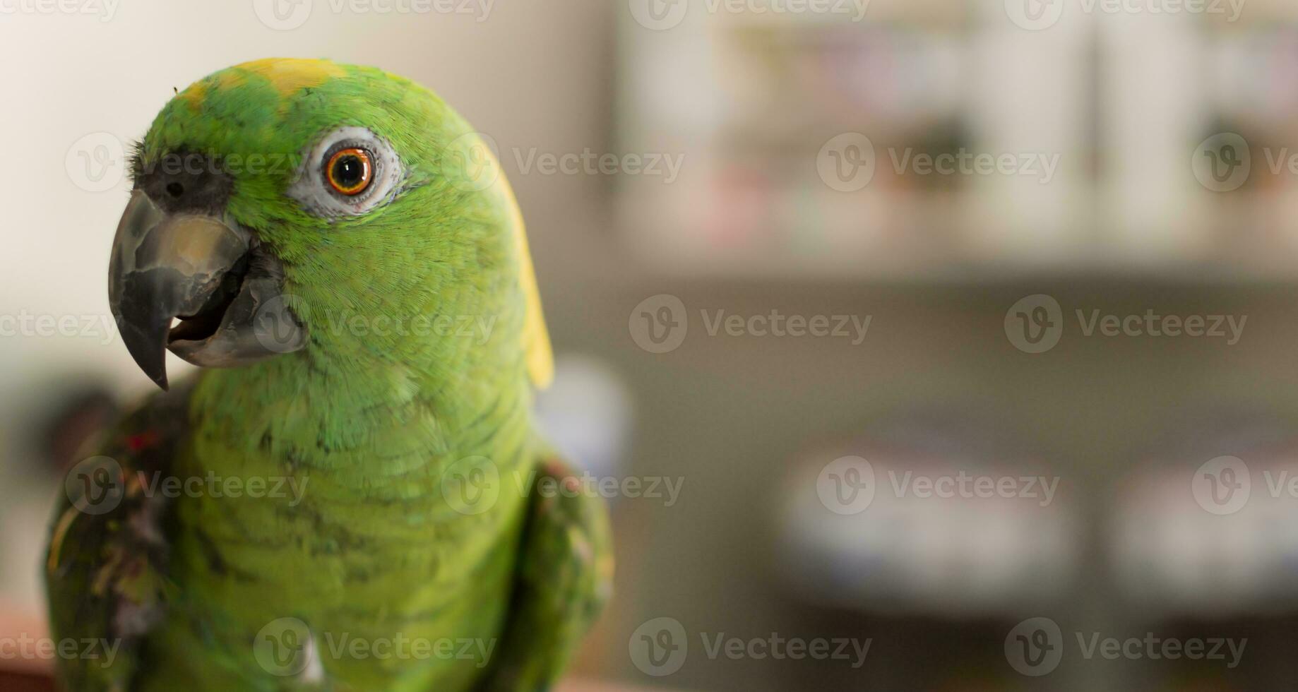 close up of a green feathered parrot, close up of green parrot eye with copy space photo