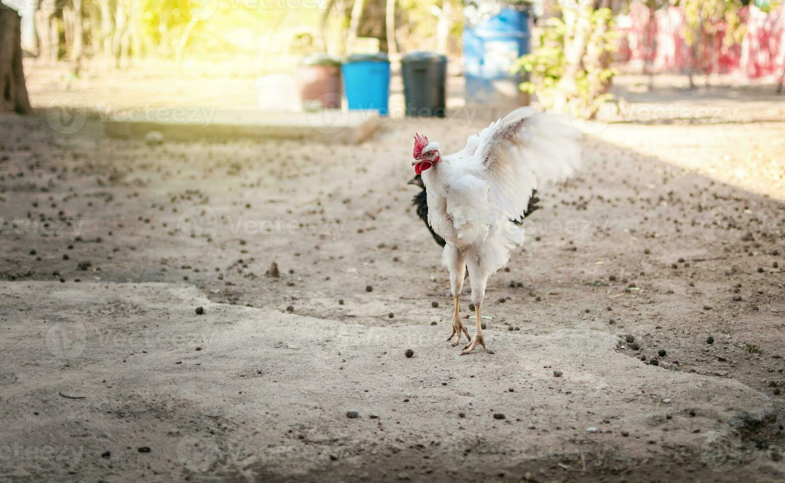 A chicken spreading its wings in a yard, Close up of a crested chicken, close up of a chicken in the yard, farmed chicken in the yard. photo