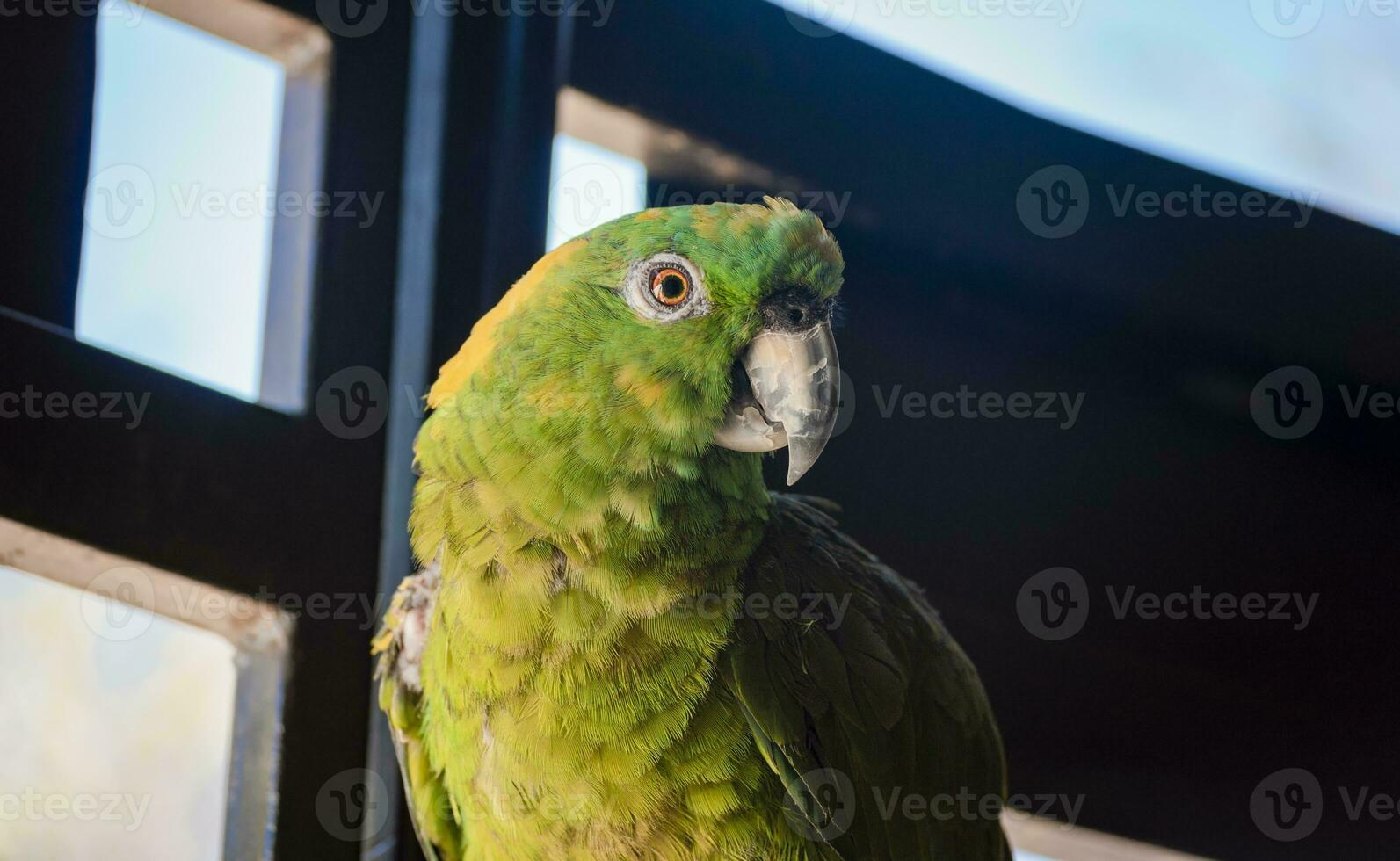 close up of a green feathered parrot, close up of green parrot eye with copy space photo