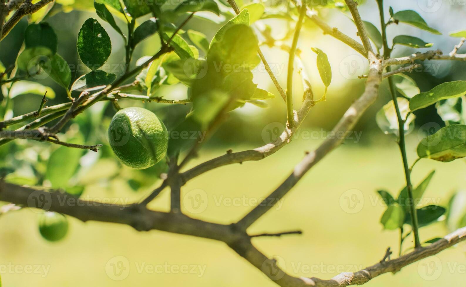 Beautiful unripe lemons in a garden with out of focus background, beautiful green lemons hanging on a branch, Green lemons in a gardener with natural background. photo
