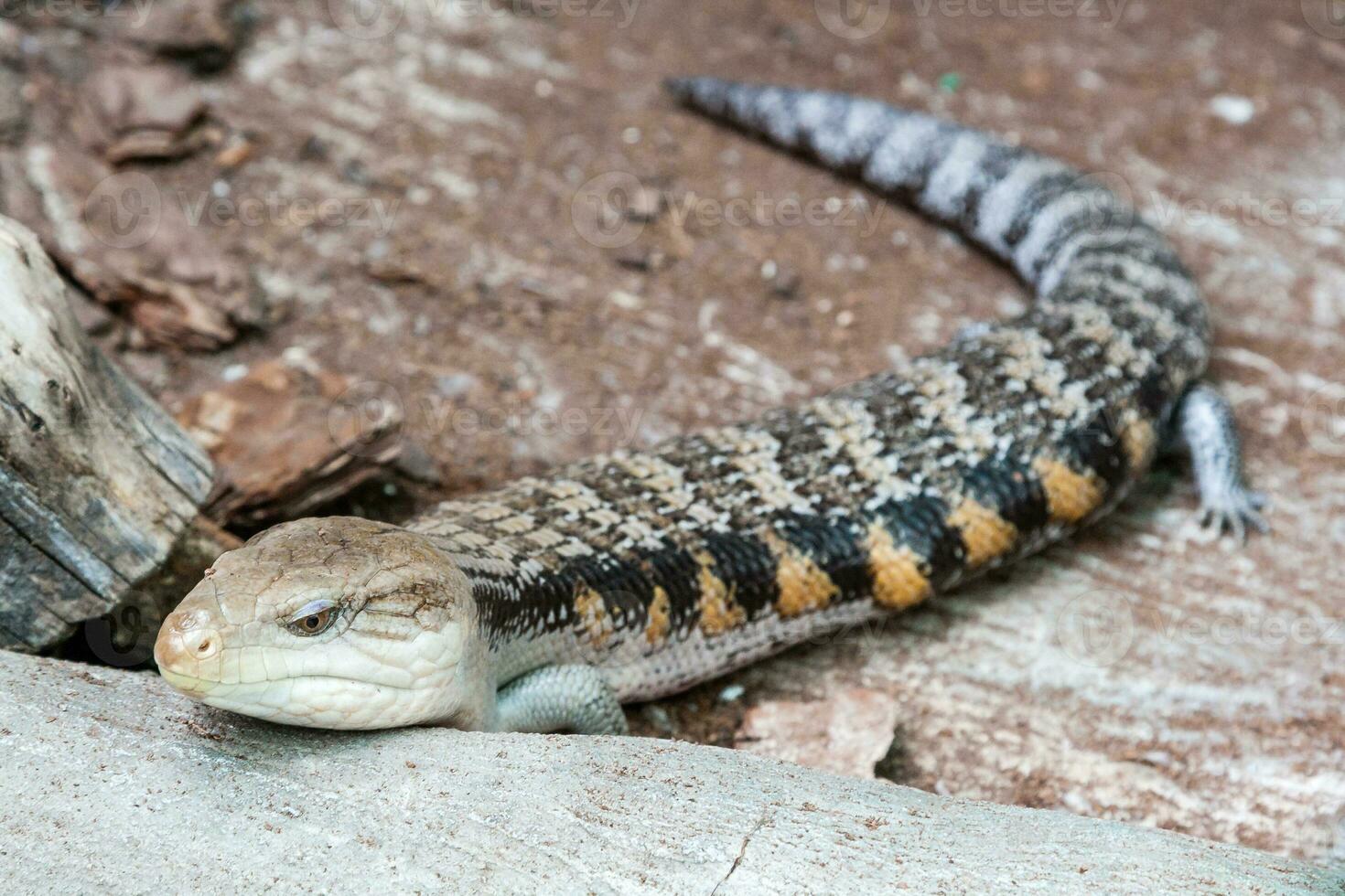 The scaling lizard scrambles forward photo