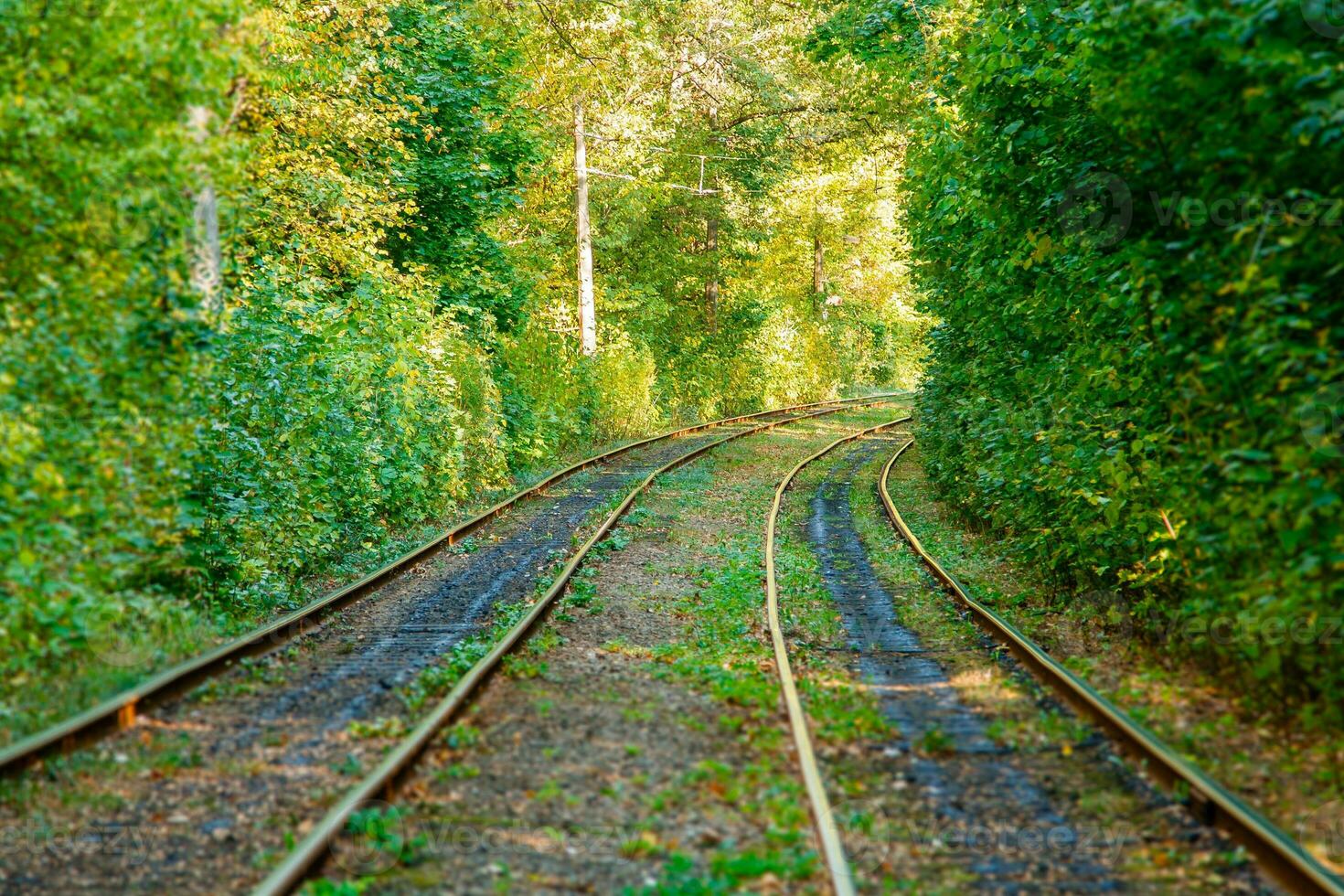 Tram and tram rails in colorful forest photo