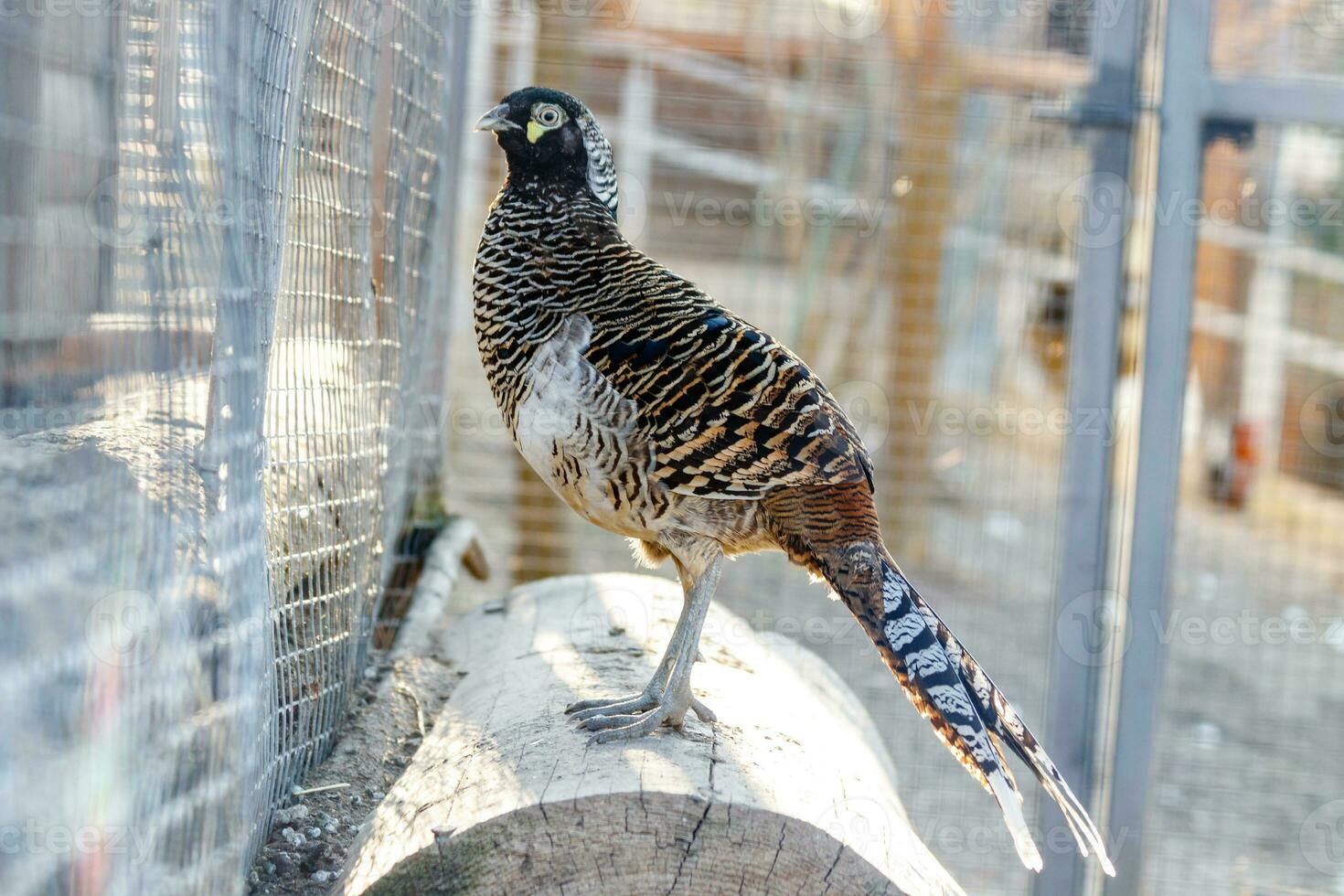 beautiful pheasant hunting stands on a stump photo