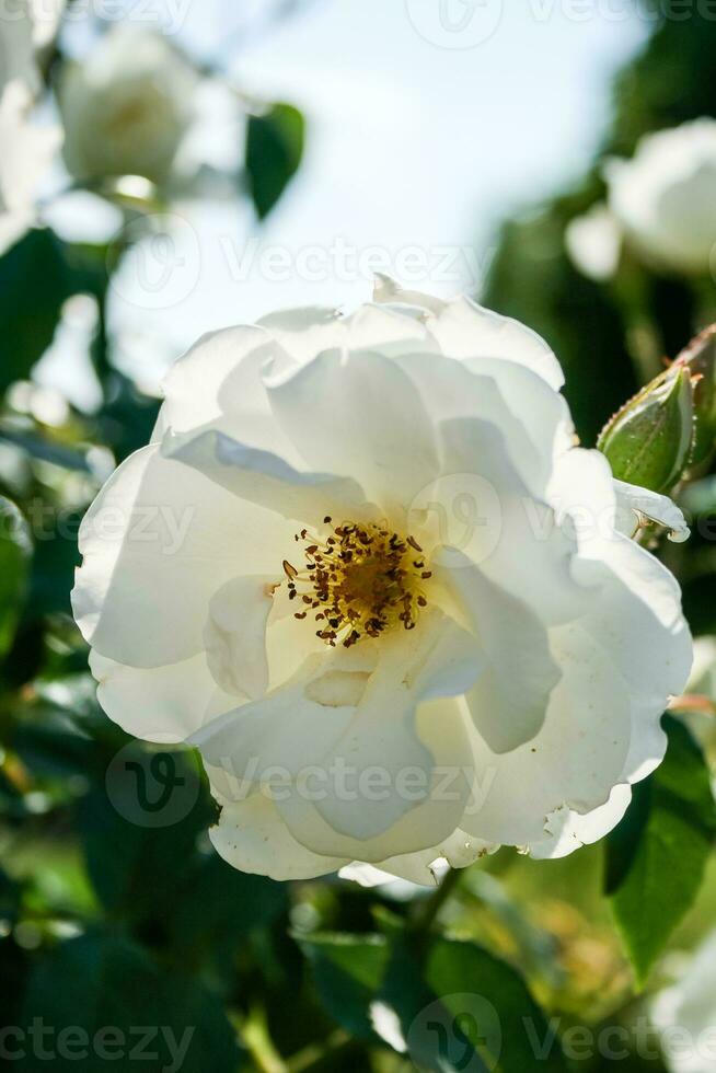 Flowering summer rose in bud photo