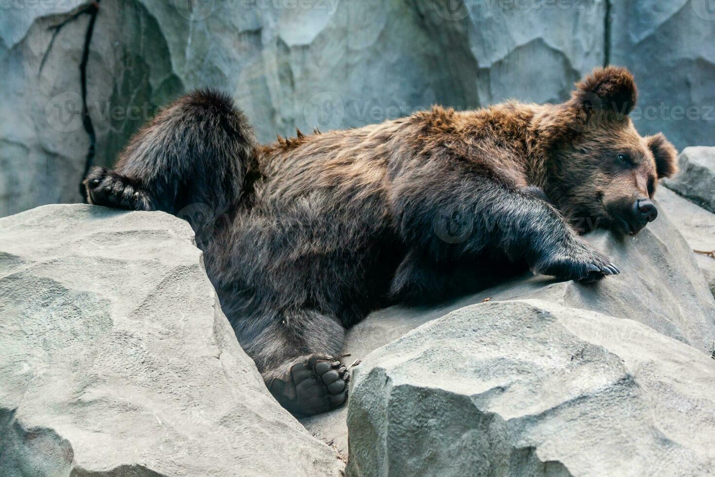 Brown bear close up photo