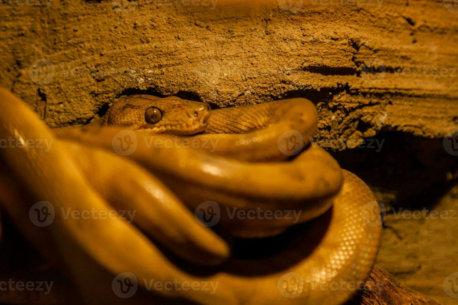 Snake rolled into a ball photo