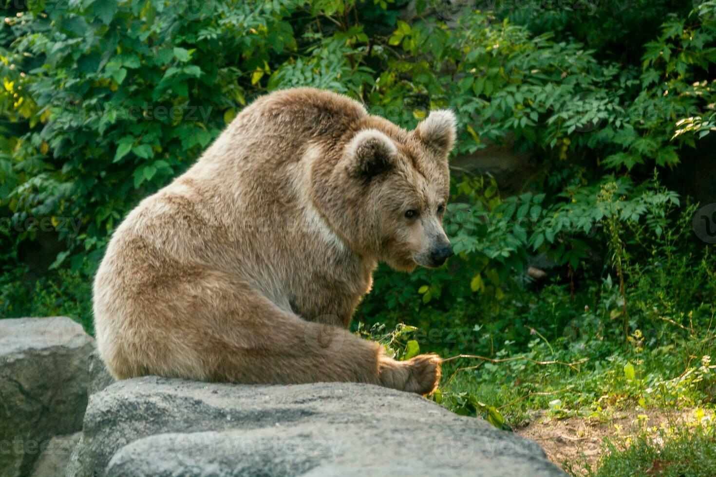 A bear on the shore of a lake photo