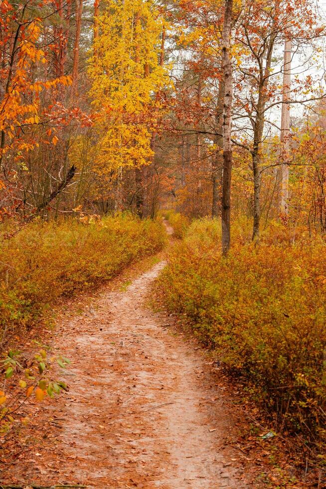 autumn beautiful forest with a path covered with leafs photo