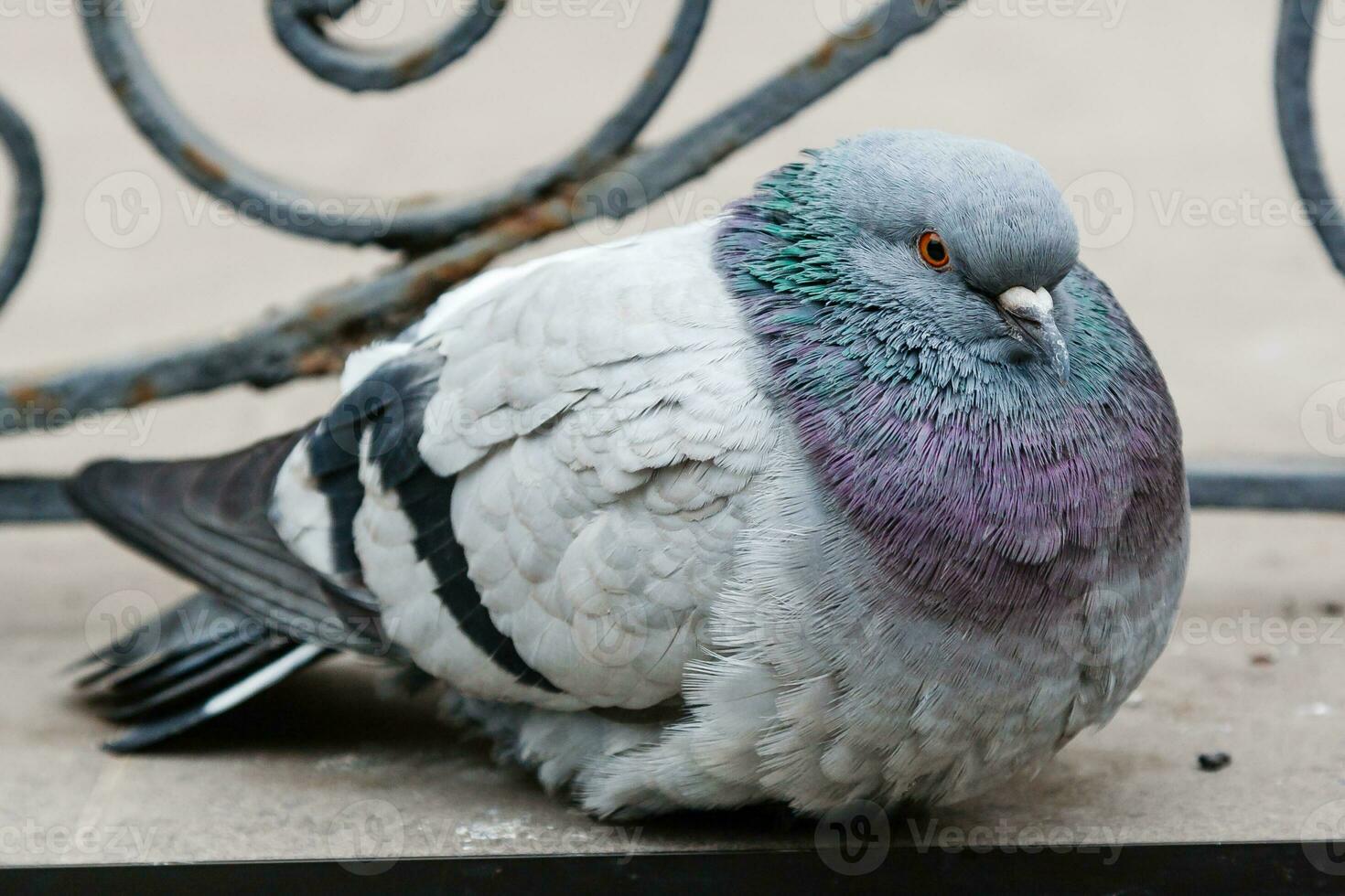 portrait of a beautiful dove photo