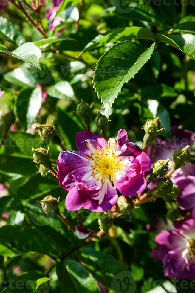 Flowering summer rose in bud photo