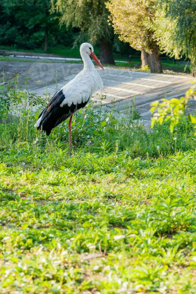 A stork is sitting on the grass photo