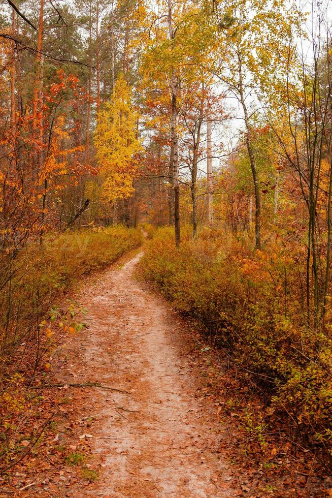 otoño hermosa bosque con un camino cubierto con hojas foto