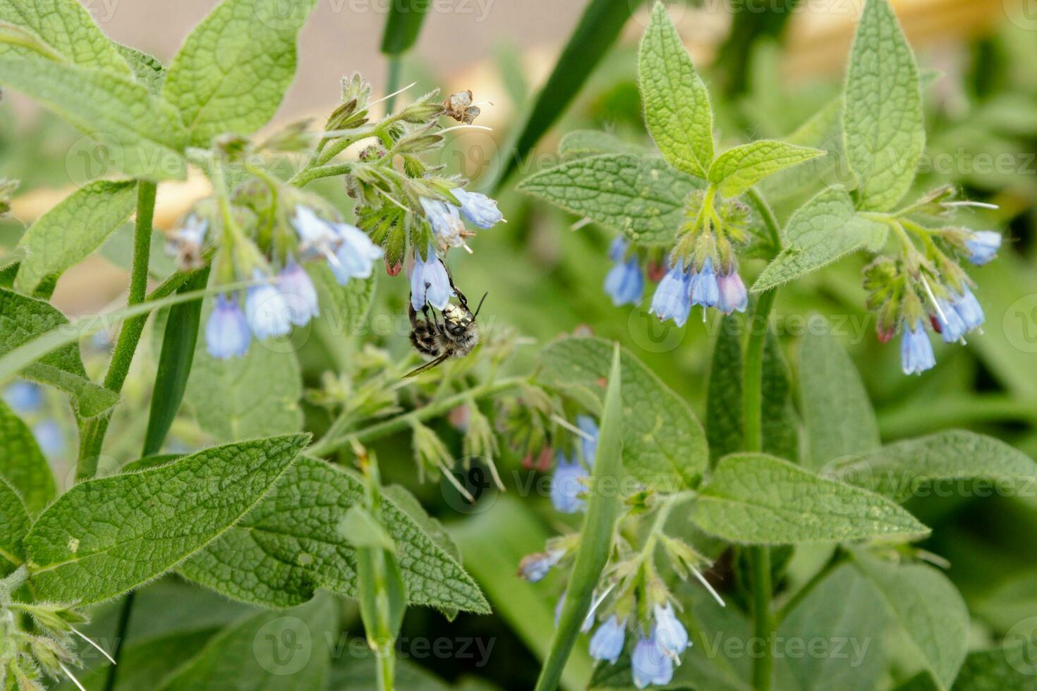 arbustos con hermosa sereno flores en cuales un abeja avispa es sentado foto