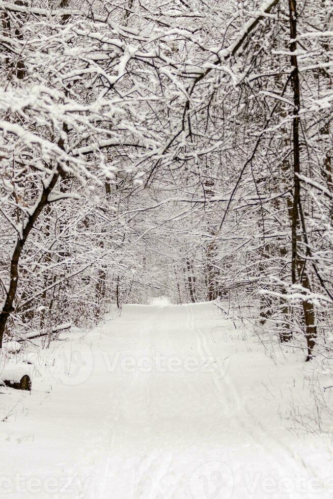 Beautiful winter forest with a beaten path photo