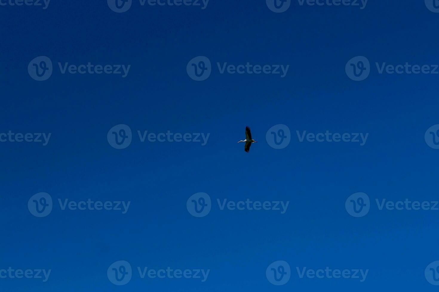 Stork soaring in the blue sky with white clouds photo