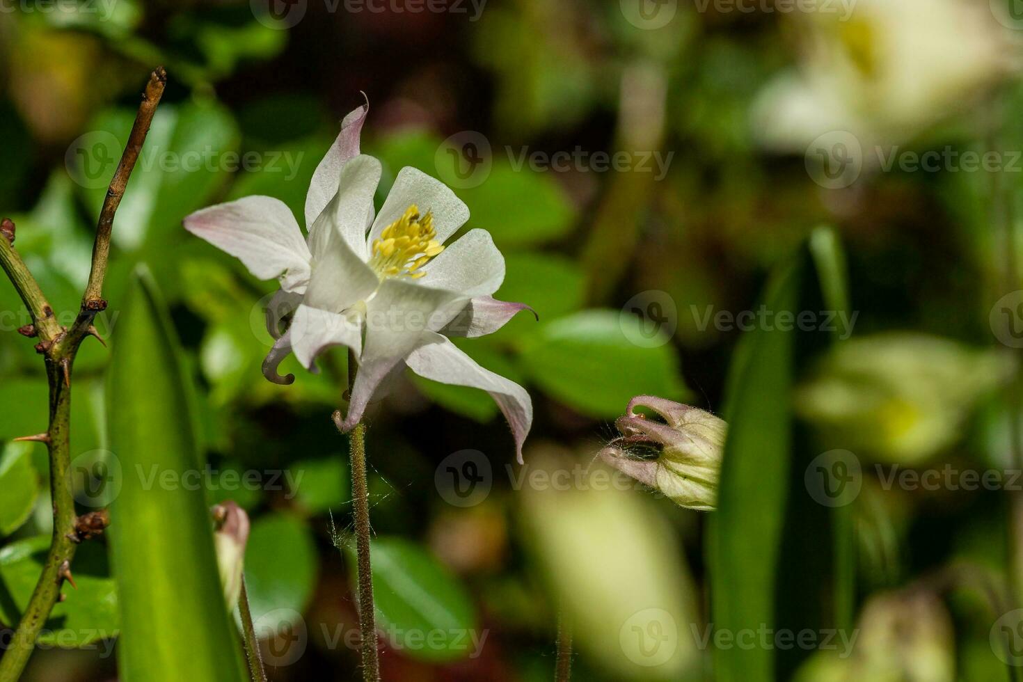 Macro of flowering flowers photo