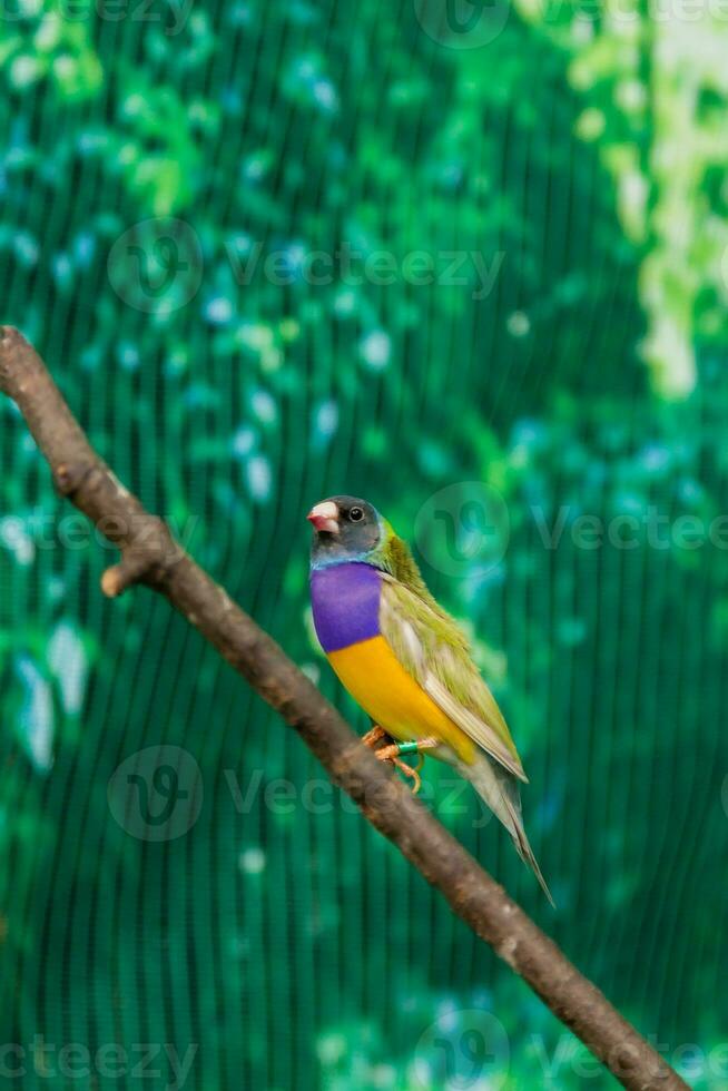 Beautiful birds Guldova Amadina Erythrura gouldiae sitting on a branch photo