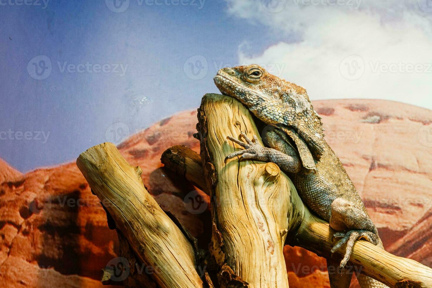 lizard close up photo