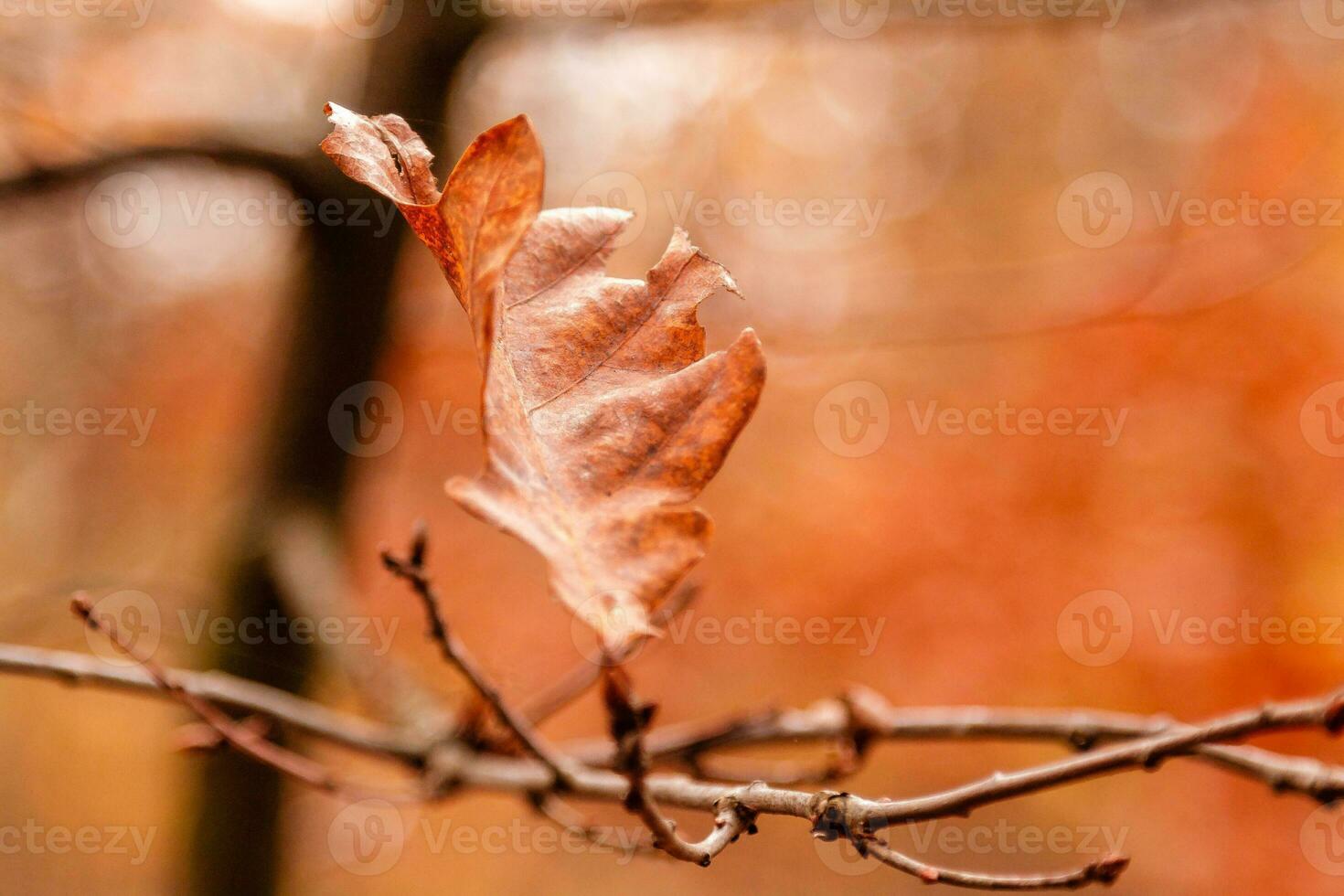 hermosas hojas de otoño en una rama foto