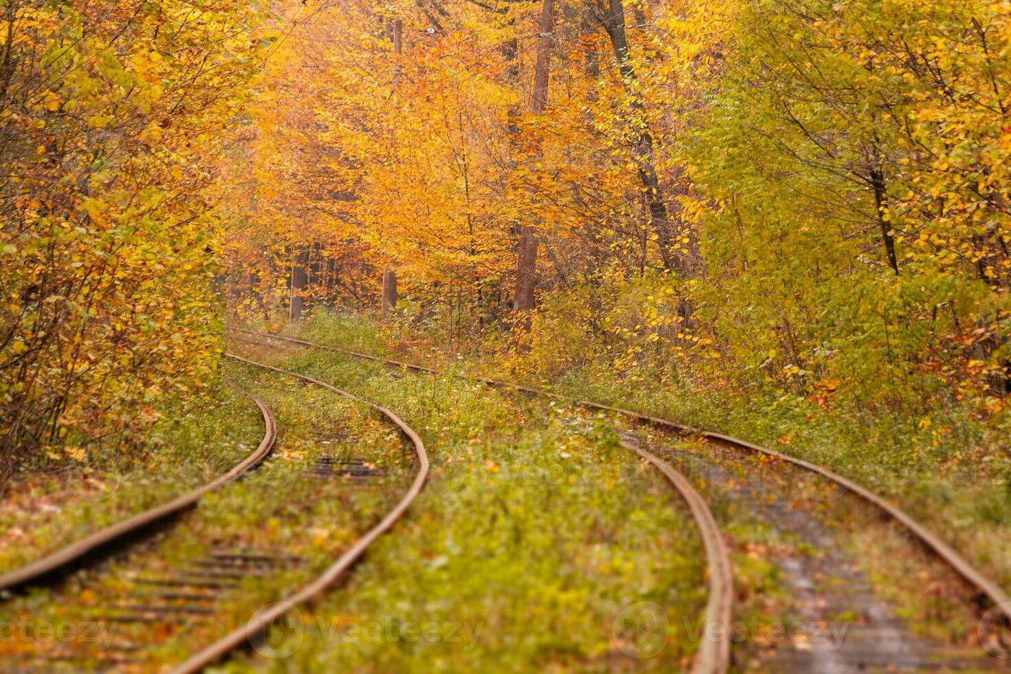 autumn forest among which goes a strange tram photo