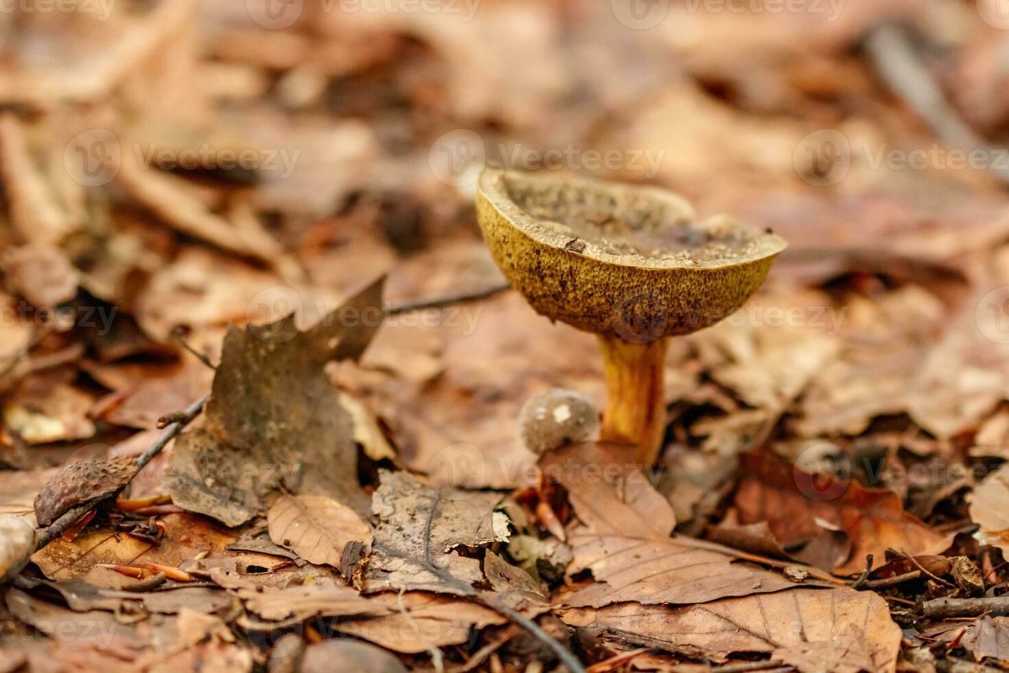 beautiful mushrooms under yellow, orange forest leaves photo