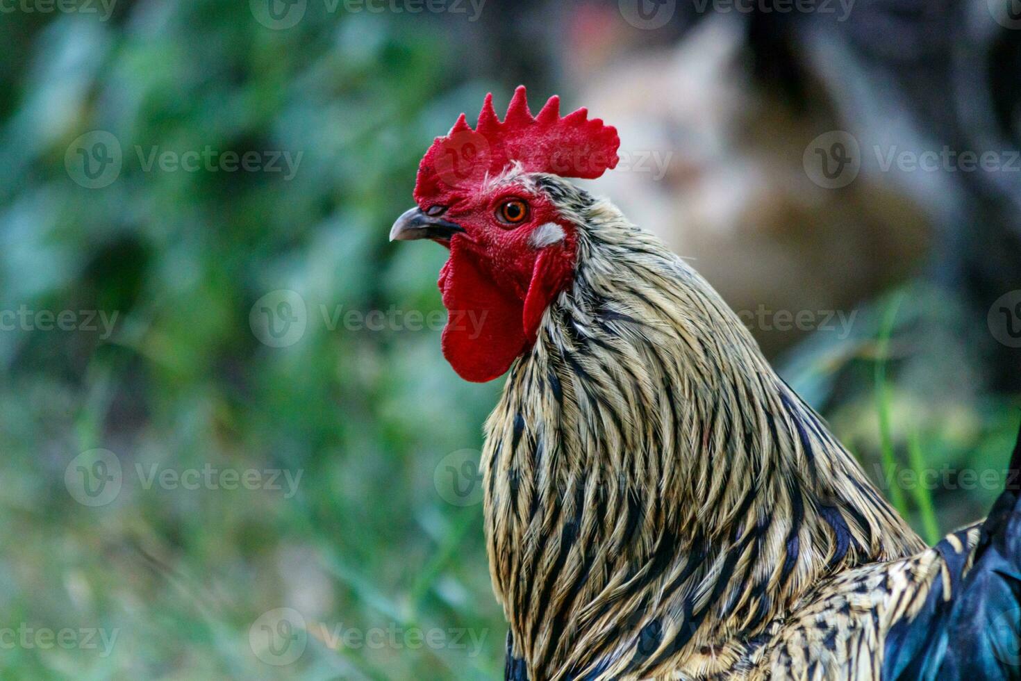 beautiful cock on grass background photo