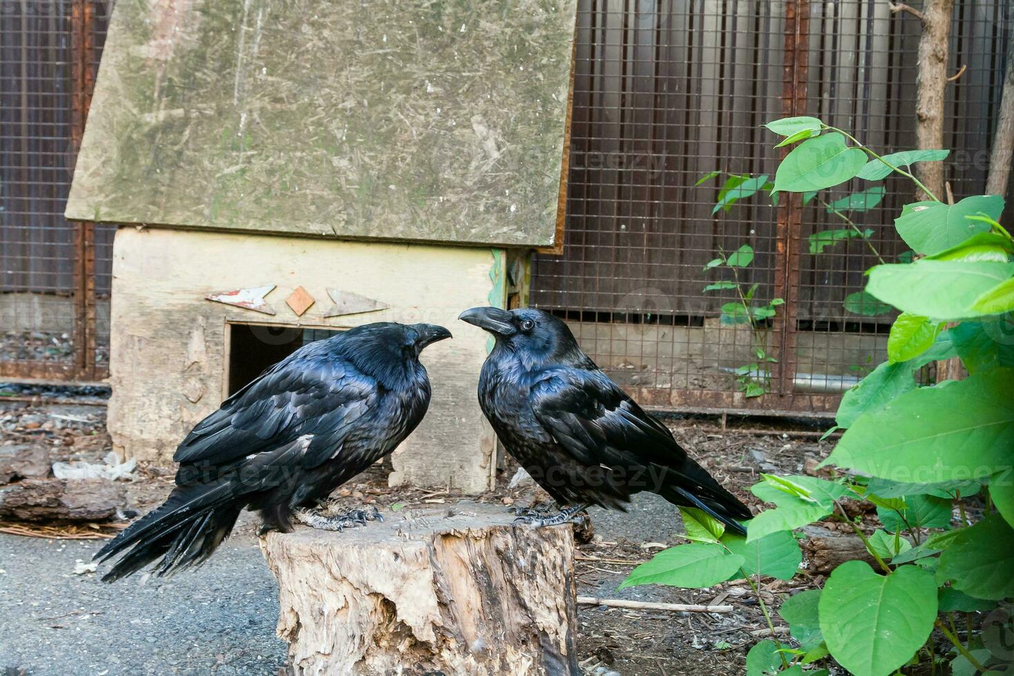 Beautiful black crows sit on a stump photo