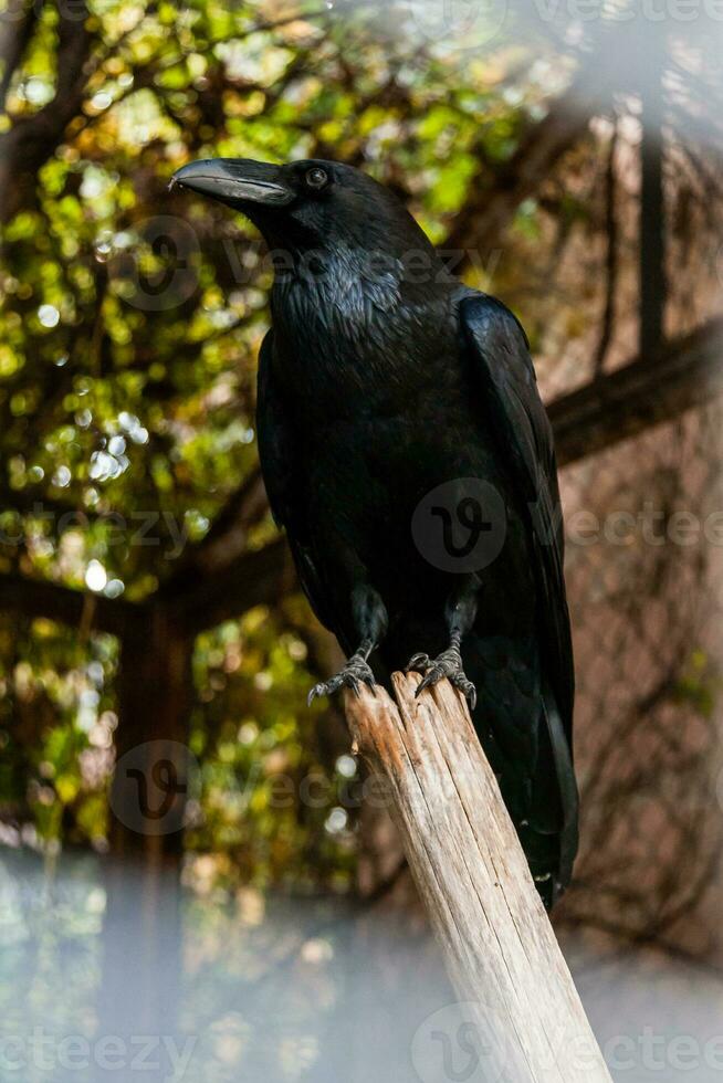 Big Black Raven sitting on a close-up branch photo