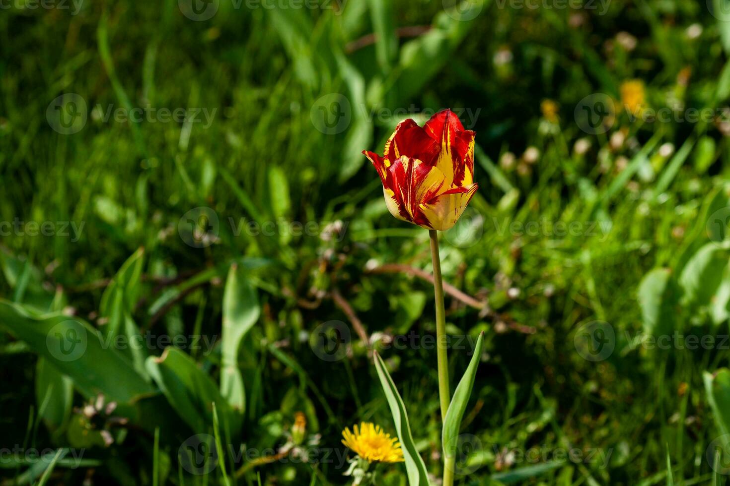 Macro of red-yellow tulips on background of green grass photo