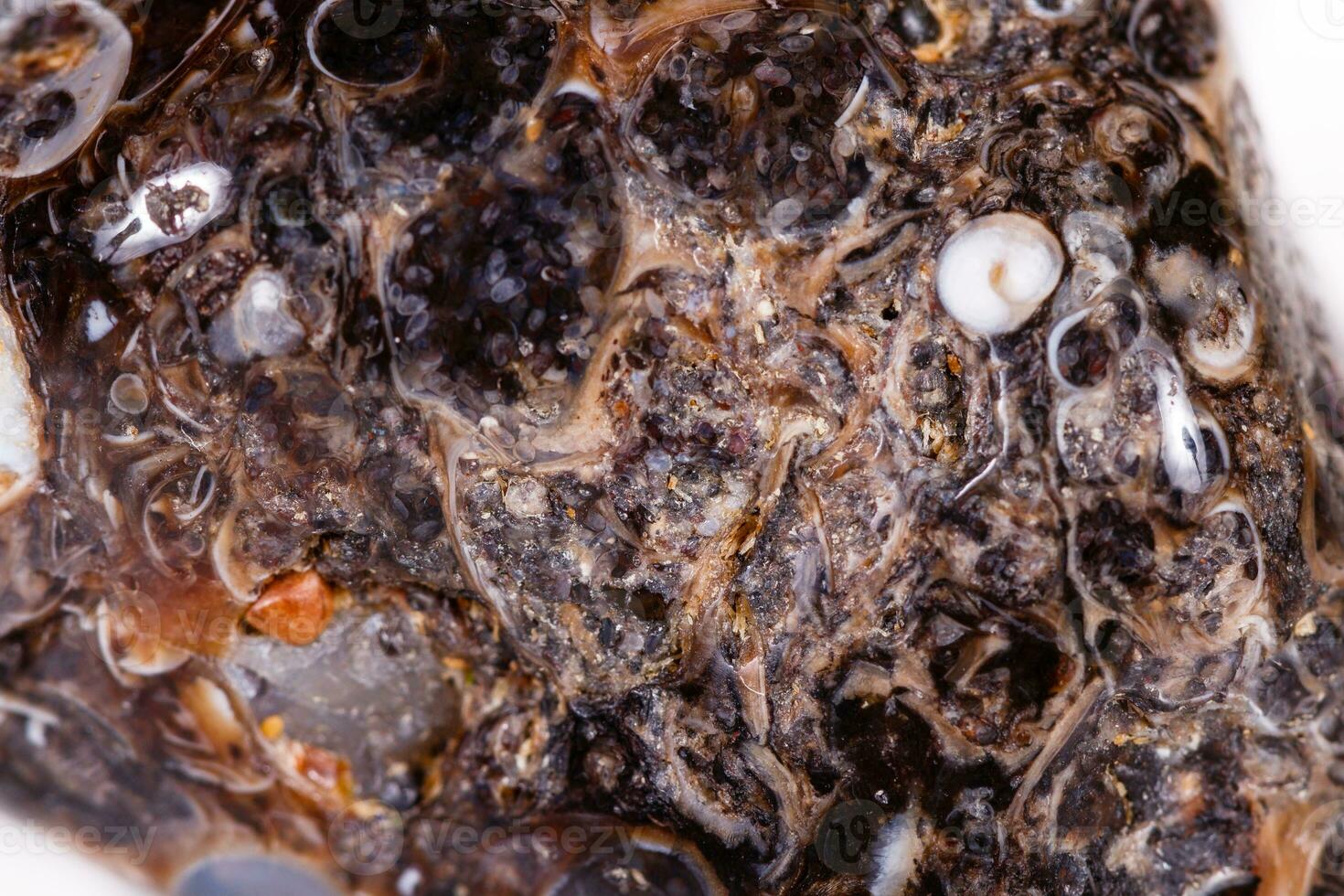 Macro mineral agate fossil fossilized with fossilized turtles on white background photo