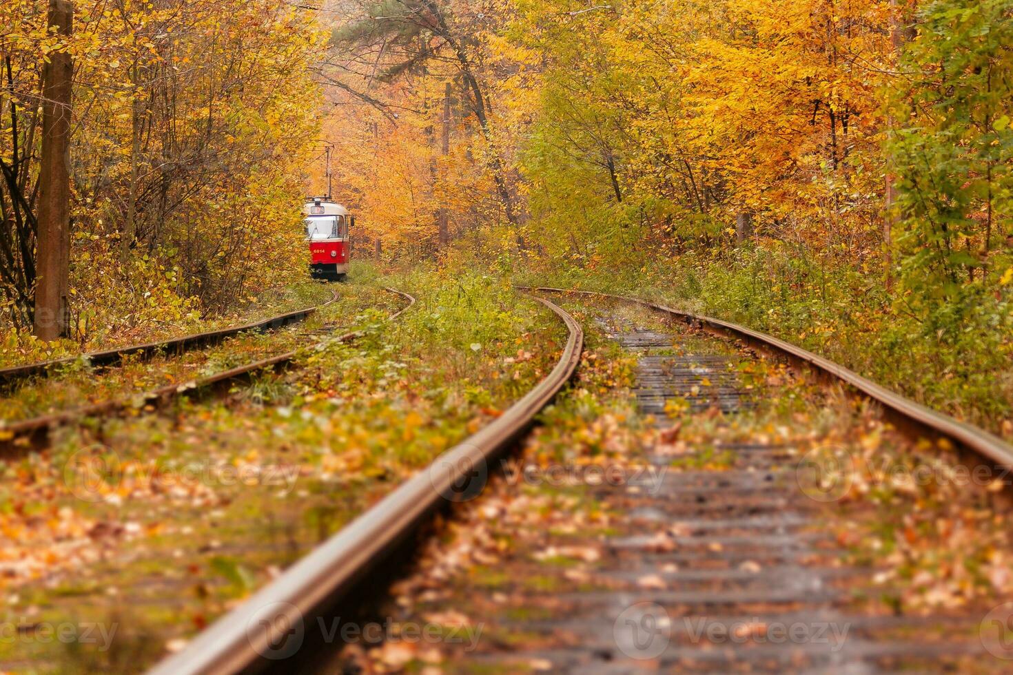 autumn forest among which goes a strange tram photo