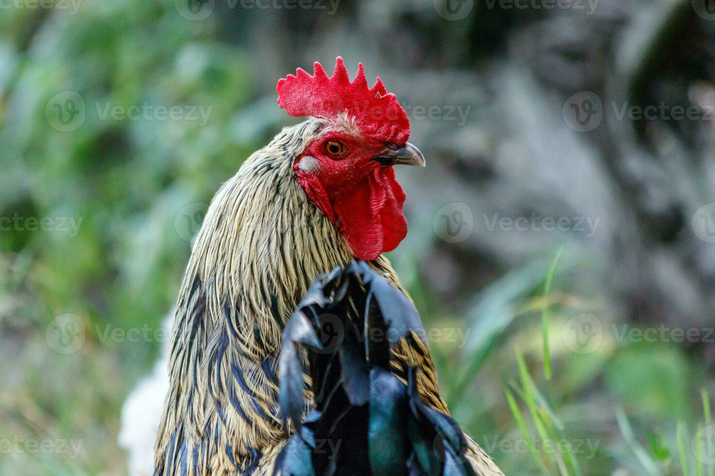 beautiful cock on grass background photo