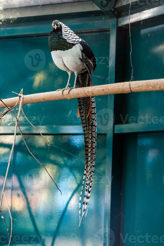 A beautiful pheasant sits on a branch photo