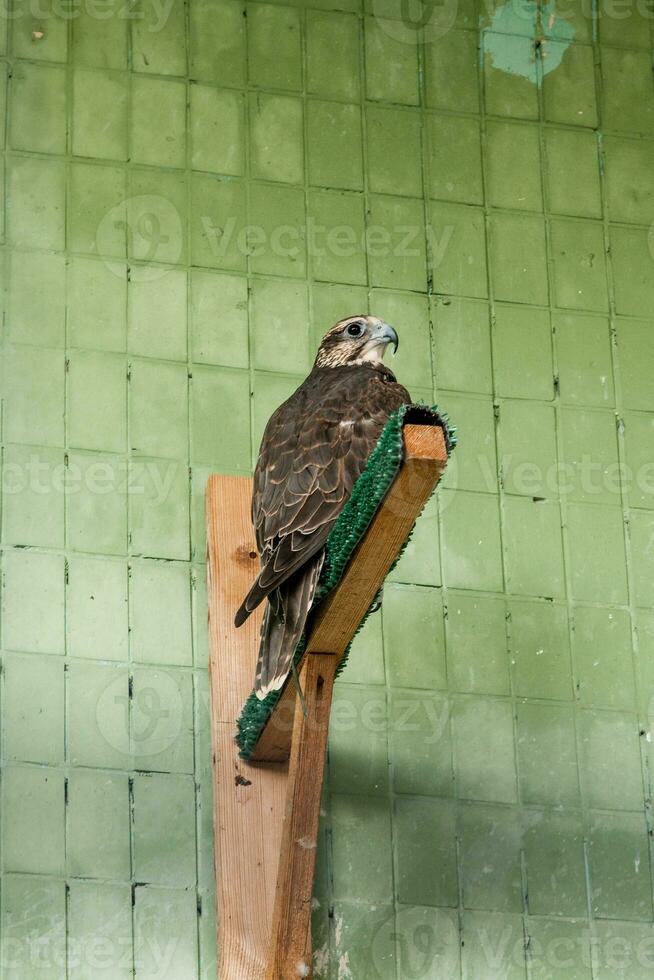 An eagle and a falcon sit on a close-up branch photo