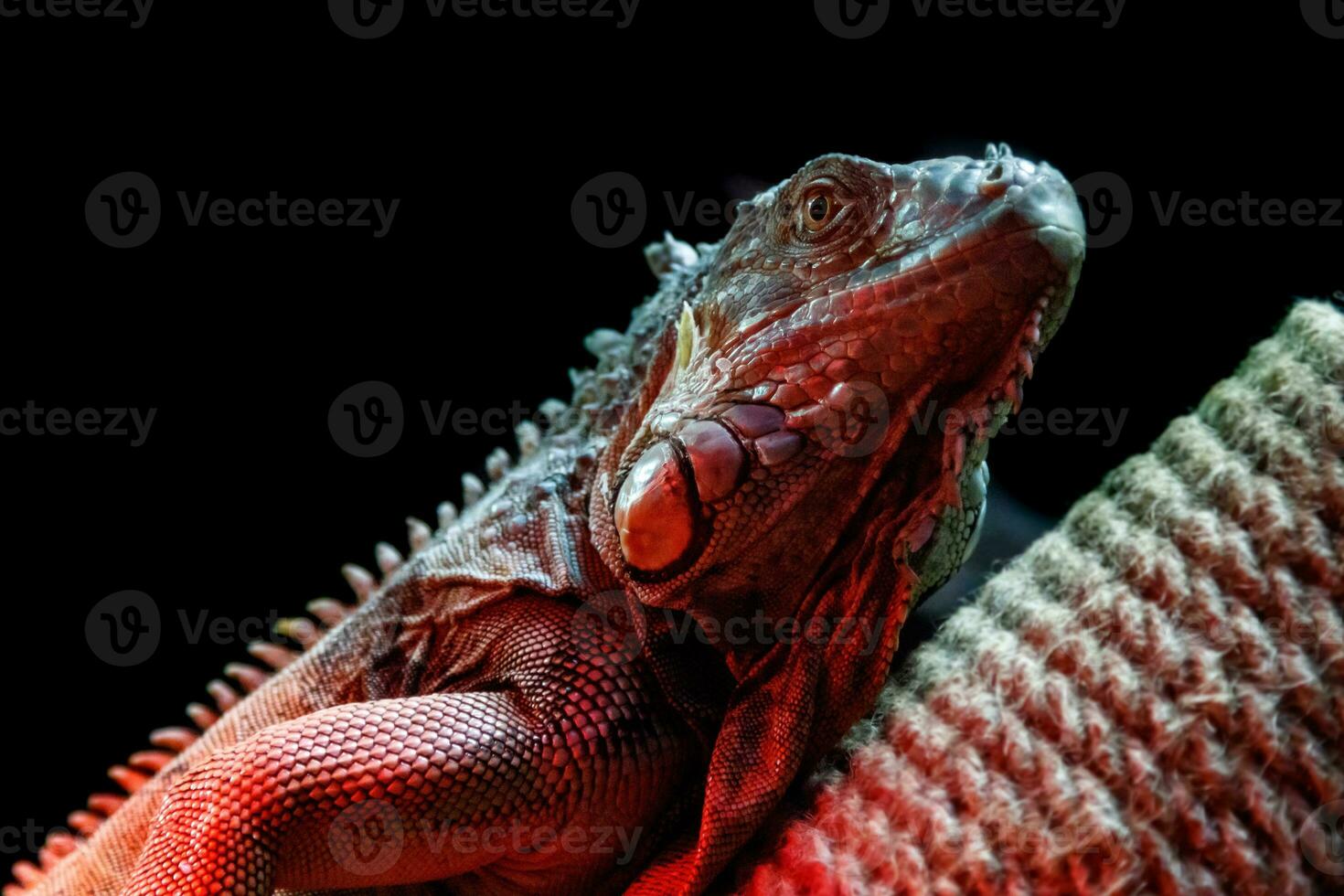 beautiful iguana lizard photo