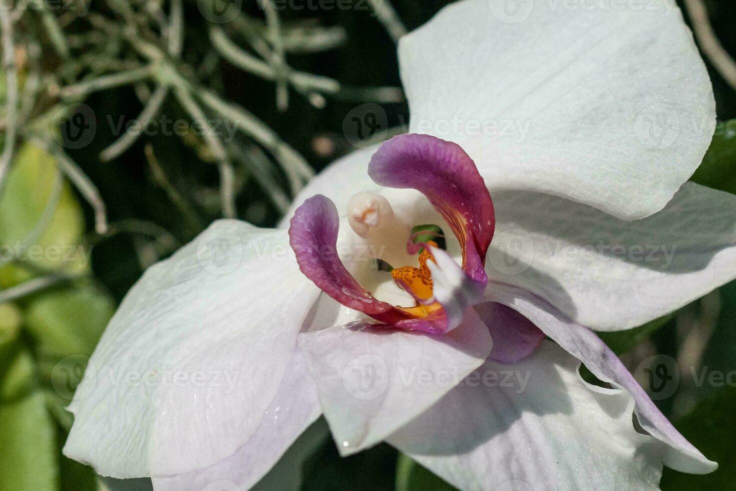 Flowering orchids in the botanical garden photo