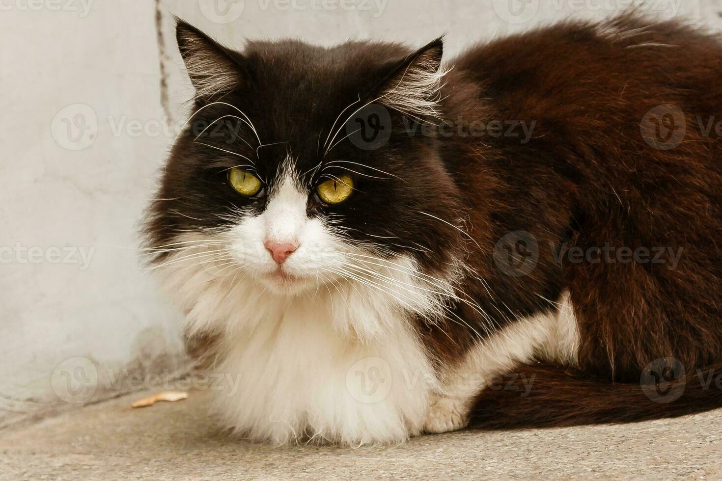 Beautiful cat with green eyes photo