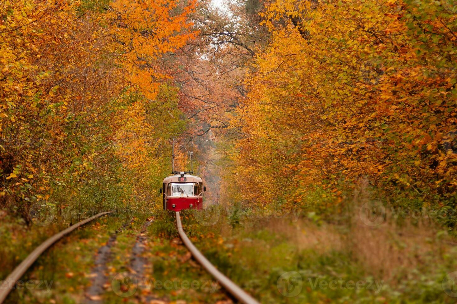 autumn forest among which goes a strange tram photo