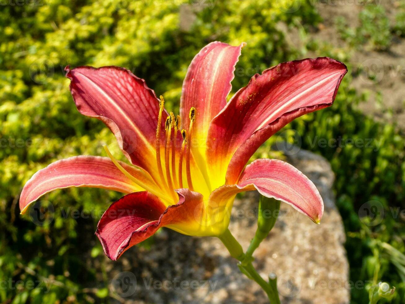 Flowering summer lily of red color photo