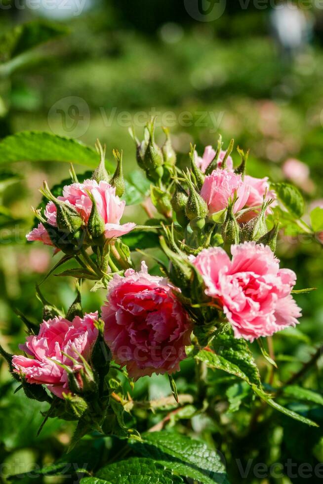 Flowering summer rose in bud photo