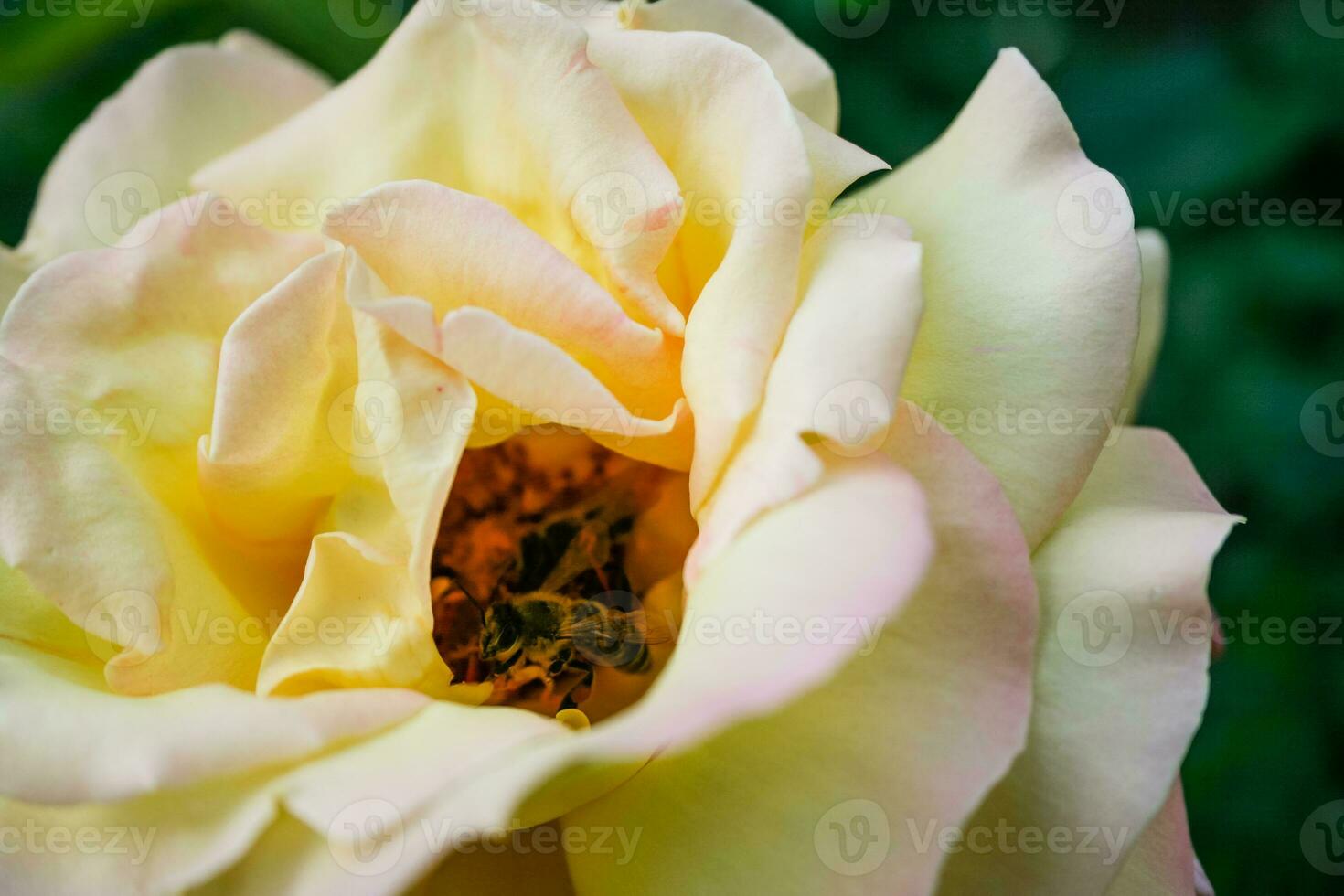 Flowering summer rose in bud photo