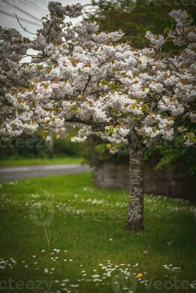 Early spring blossom on trees, white, pink flowers, West sussex, uk photo