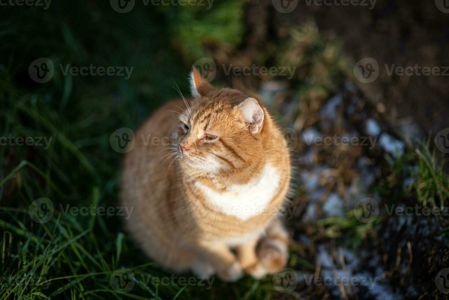 Ginger cat sitting on the grass looking up photo