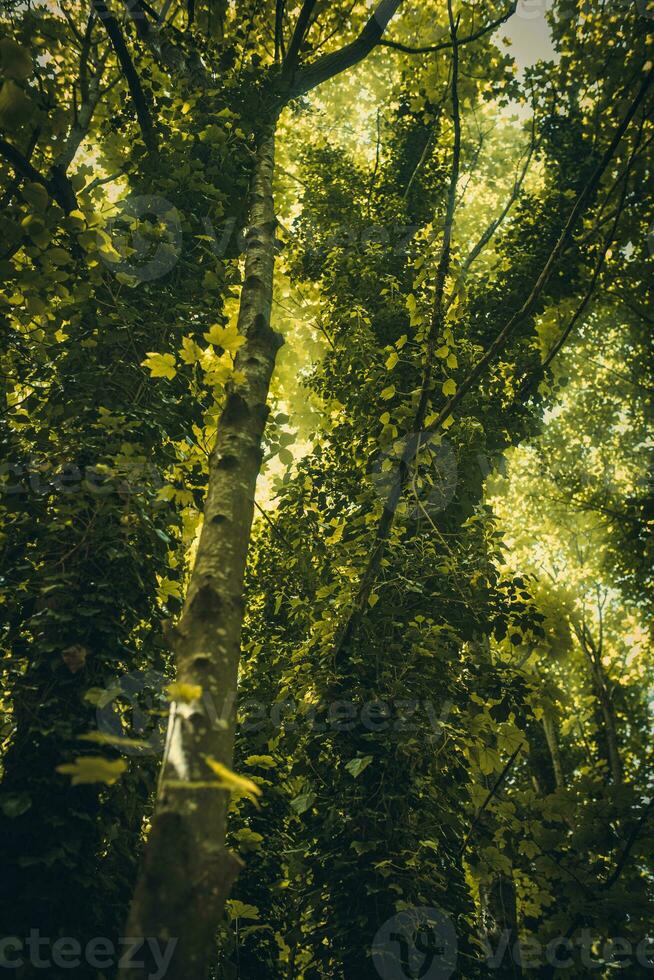 selva me gusta descuidado bosque en primavera cerca a brillante, este sussex, Reino Unido foto