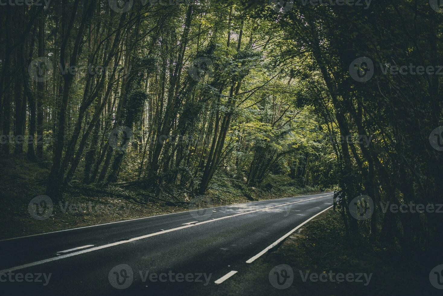 Quiet road in a dark forest, West Sussex, UK photo