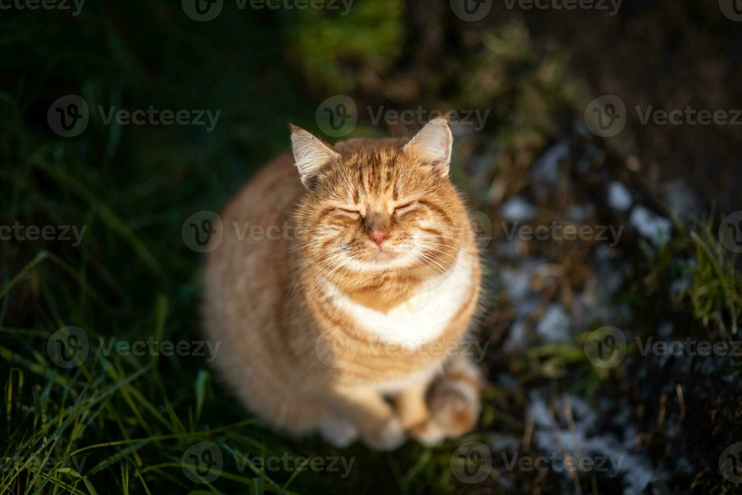 Ginger cat sitting on the grass looking up photo