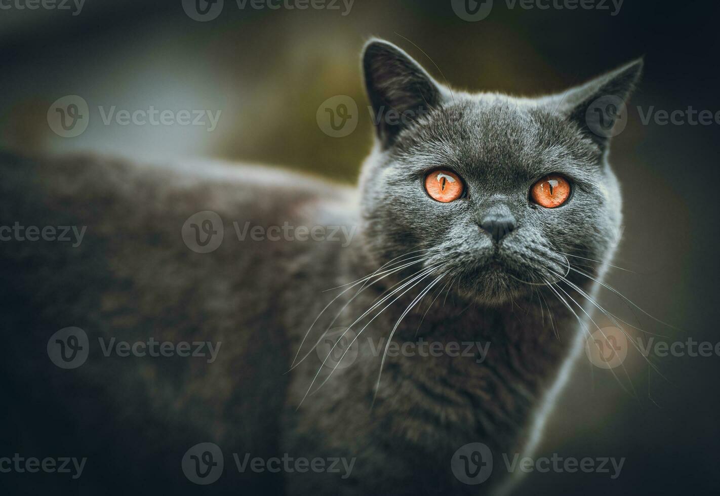 Cat glances around on a farm fence n evening sun photo